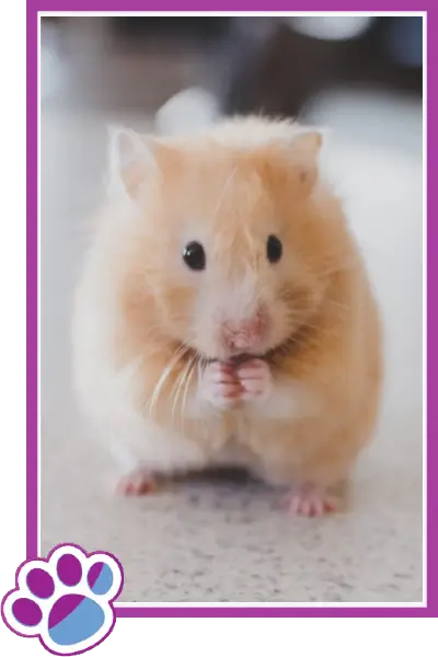 pet care hamster